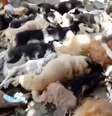 <p>Pessoas que aplicam as injeções são funcionários da polícia local</p>  Foto: Youtube / Reprodução