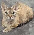 Devon rex  Foto: Getty Images 