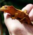 <p>Segundo a agência espacial russa, animais podem morrer em menos de três meses se o contato não for reestabelecido</p>  Foto: Jacques Demarthon / AFP