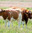 <p>Rebanho continha cerca de 20 vacas e alguns bezerros</p>  Foto: Marianne de Wit / Flickr
