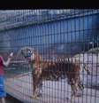 <p>Visitantes gravaram menino em local proibido do zoo</p>  Foto: Reprodução