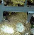 <p>O detalhe mostra a mordida de um peixe-papagaio gigante sobre um coral</p><p> </p>  Foto: BBC News Brasil