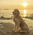 <p>Golden retriever </p>  Foto: Getty Images 