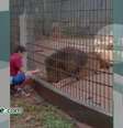<p>Vrajmany dá pedaços de frango para leão em zoológico</p>  Foto: Reprodução