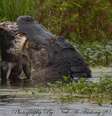 <p>Crocodilo maior dividiu o outro em dois pedaços e se alimentou de sua carne</p>  Foto: Facebook/Neil A. Furlong / Reprodução