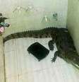 Crocodilo foi encontrado dentro do banheiro de uma casa na Índia  Foto: Daily Mail / Reprodução