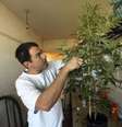 O cultivador particular de maconha e ativista Juan Vaz mexe nas plantas da maconha em sua casa em Montevidéu, no Uruguai, em março. 07/03/2014  Foto: Andres Stapff / Reuters
