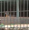 Milhares já assinaram petição, apesar de zoo descartar sacrifício de tigre  Foto: CATVE / Reprodução