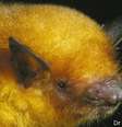 A espécie da Bolívia tinha sido confundida com a Myotis simus  Foto: Marco Tschapka / BBC News Brasil