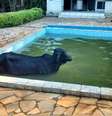 A vaca não se feriu no acidente  Foto: Corpo de Bombeiros de Minas Gerais / Divulgação