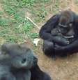 <p>A mãe e o filhote passam bem</p>  Foto: Suziane Fonseca / Divulgação FZB-BH