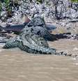 O crocodilo Brutus sacudia o animal dentro da água e, logo em seguida, foi para a terra com ele na boca  Foto: IBTimes  / Reprodução