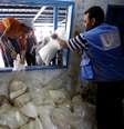 Palestinos aproveitam cessar-fogo para buscar alimentos em campo de refugiados organizado pela ONU em Gaza  Foto: Hatem Moussa / AP