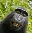 <p>Macaco da Indonésia roubou a câmera do fotógrafo David Slater e fez diversas selfies</p>  Foto: David Slater / Reprodução