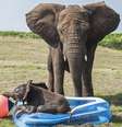Bebê elefante se refresca em piscina de plástico em parque no Reino Unido  Foto: The Mirror / Reprodução
