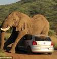 Elefante no cio acaricia carro em parque sul-africano  Foto: Daily Mail / Reprodução