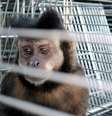 Macaco provocou confusão no trânsito nesta sexta  Foto: Sérgio Louruz/Divulgação PMPA / Divulgação