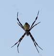 Britânica causa incêndio em casa ao tentar matar uma aranha  Foto: Sam Greenwood / Getty Images 