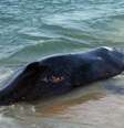 A baleia morta foi encontrada na praia da Macumba, no Recreio dos Bandeirantes  Foto: Jadson Marques / Futura Press