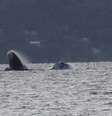 <p>Força-tareça de resgate conseguiu remover o animal do canal</p>  Foto: Ana Barzan / vc repórter