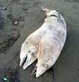 Carcaça de golfinho com duas cabeças foi encontrada em praia turca na última semana  Foto: Daily Mail/East Med Media / Reprodução