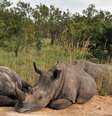 Alguns rinocerontes vão para reservas em outros países   Foto: ISSOUF SANOGO / AFP