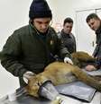 <p>Animal est&aacute; sob cuidados no&nbsp;Hospital Veterin&aacute;rio do Gramadozoo</p>  Foto: Halder Ramos/Gramadozoo / Divulgação
