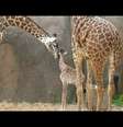 <p>Girafa foi apresentada ao p&uacute;blico pela primeira vez na sexta-feira</p>  Foto: BBC News Brasil