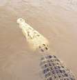 Crocodilo foi encontrado horas depois do ataque ao homem e levou um tiro  Foto: ABCNews / Reprodução