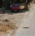 <p>Animal &eacute; visto ca&iacute;do na rua depois que o carro da empresa passa</p>  Foto: Reprodução/ Daily Mail