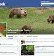 <p>Ativistas criticam autoridades italianas pela tentativa de separar ursa de seus filhotes</p>  Foto: Facebook / Reprodução