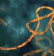 <p>V&iacute;rus do ebola j&aacute; matou milhares de pessoas na &Aacute;frica Ocidental este ano</p>  Foto: Reprodução