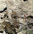 <p>Três fossas clandestinas já foram achadas</p>  Foto: BBC News Brasil