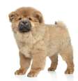 <p>Desconfiado com desconhecidos, o chow-chow deve ser adestrado desde filhote para que tenha noções de limite </p>  Foto: Getty Images 