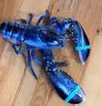 LaPlante encontrou o animal a quem chamou de Skyler, seu nome favorito    Foto: Facebook/Miss Meghan's Lobster Catch / Reprodução