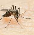 <p>Mosquitos modificados foram desenvolvidos pela empresa brit&acirc;nica Oxitec</p>  Foto: Getty Images 