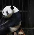 A panda Ain Hin fingiu a gravidez para receber cuidados extras, dedicados aos animais neste período  Foto: China Out / AFP