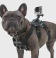 <p>Novo acessório da marca acopla GoPro para ver o mundo com os olhos do cão</p>  Foto: BBC News Brasil