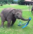 O elefante parecia fazer passos de ginástica rítmica com uma fita, que era uma mangueira de água  Foto: YouTube / Reprodução