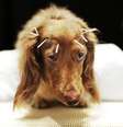 Cachorro vira-lata  Foto: Getty Images