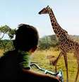<p>Objetivo é trocar humanos de lugar com os animais</p>  Foto: BIG / Divulgação