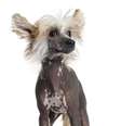 Cão de Crista Chinês  Foto: GlobalP / Getty Images 
