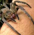 <p>Aranha armadeira é brasileira, mas também costuma ser encontrada na Costa Rica, no Equador e na Colômbia</p>  Foto: Wikimedia
