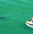 <p>Tubar&atilde;o branco que atacou Paul&nbsp;foi visto na praia australiana (em imagem)</p>  Foto: Daily Mail / Reprodução