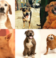 ONGs resgatam cachorros abandonados   Foto: Reprodução
