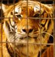 <p>Vítima morreu ao ser atacada por um tigre de circo depois de cair em uma área fechada de "treinamento de animais"</p>  Foto: Getty Images/Archivo