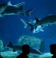 <p>Esturjão chinês teria coexistido com dinossauros</p>  Foto: AFP