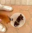 <p>Antes de incendiar o gato, os dois jovens molharam o animal com gasolina</p>  Foto: Facebook / Reprodução