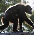 <p>Chimpanzés são animais violentos e capazes de matar seus semelhantes</p>  Foto: Matt Blyth / Getty Images 