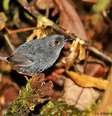 <p>Existem cerca de 2.888 p&aacute;ssaros desta&nbsp;esp&eacute;cie</p>  Foto: Ciro Albano/NE Brazil Birding/IstoÉ